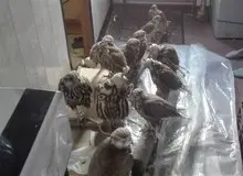 امضای نماینده سازمان محیط زیست پای صادرات پرندگان کمیاب ایرانی به کویت+ سند