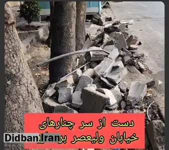 تداوم چنارکشی در خیابان ولیعصر تهران + فیلم