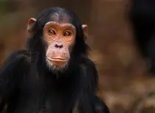 افسانه مردان آلفا؛ نرهای سلطه‌گر برخلاف تصور درمیان نخستی‌سانان بسیار کمیاب‌اند