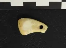 استخراج دی‌ان‌ای انسان عصر حجر از گردنبند ۲۵ هزار ساله! / عکس