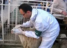 ۳ نفر به بیماری تب کریمه کنگو در کشور مبتلا شدند