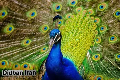  پرهای طاووس می‌توانند پرتوهای لیزر ساطع کنند