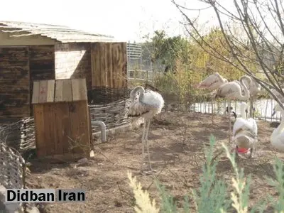ویلای شخصی در باغ وحش مشهد!
