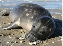 شمار تلفات فوک خزری به ۳۵ قلاده رسید؛ خطر انقراض جدی‌تر شد