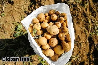 کانتینرهای عراقی سیب‌زمینی را از سر مزرعه بار می‌زنند
