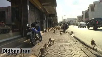 میمون‌ها در تایلند حکومت نظامی اعلام کردند+عکس