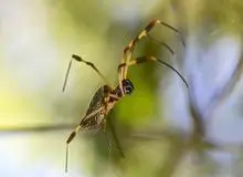 عنکبوت هم مثل انسان خواب می‌بیند؟