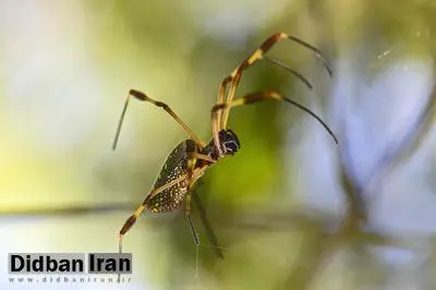 عنکبوت هم مثل انسان خواب میبیند؟