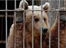 وضعیت فاجعه بار خرس فلج در باغ وحش کرمان+فیلم 