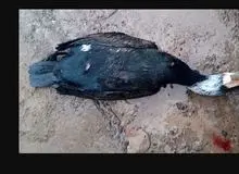 مرگ ۵۲ پرنده مهاجر که به یک دکل مخابراتی پناه برده بودند/ محیط زیست: کاری نمی‌توانیم بکنیم!