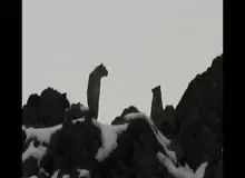 مشاهده ۲ قلاده پلنگ در ارتفاعات کن و سولقان 