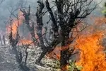 نمایندگان مجلس به‌‌جای پشتیبانی از مقابله با آتش‌سوزی در جنگل‌های هیرکانی به‌دنبال رفع معضلات جاده‌سازان، معدن‌داران، بلندمرتبه‌سازان و صنایع چوبی هستند/ نمایندگان استان‌های شمالی باید برای خرید امکانات زمینی و هوایی اطفای حریق طرح و بودجه تصویب کنند