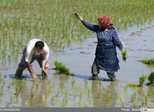 قرارداد ۷۰۰ میلیارد تومانی دولت با قرارگاه خاتم الانبیا سپاه پاسداران برای تولید برنج