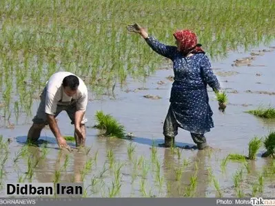 قرارداد ۷۰۰ میلیارد تومانی دولت با قرارگاه خاتم الانبیا سپاه پاسداران برای تولید برنج