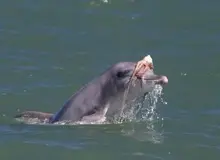 مد دریایی عجیب؛ دلفین‌ها برای دلربایی از ماده‌ها روی سرشان کلاه‌گیس می‌گذارند