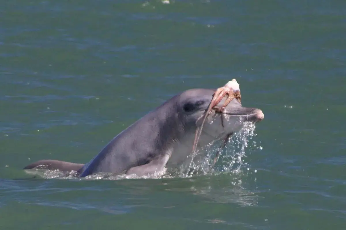 مد دریایی عجیب؛ دلفین‌ها برای دلربایی از ماده‌ها روی سرشان کلاه‌گیس می‌گذارند