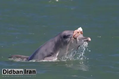 مد دریایی عجیب؛ دلفینها برای دلربایی از مادهها روی سرشان کلاهگیس میگذارند