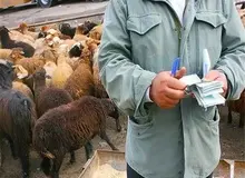 صادرات را بهانه کردند تا قیمت گوشت را بالا ببرند