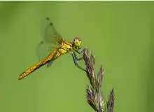 گاردین: بحران آب و هوا بر بقای حشرات تأثیر می گذارد