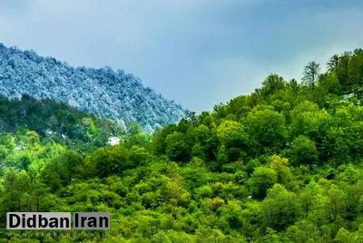 ۱۰۰ هکتار از جنگلهای هیرکانی به مالکیت منابع طبیعی بازگشت