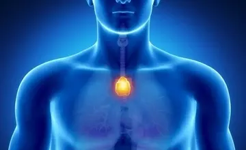 یک عضو نادیده گرفته شده بدن، احتمالاً اهمیتی حیاتی برای طول عمر دارد