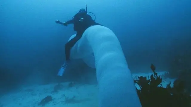 درازترین موجود کره زمین / جانور ۴۵ متری که شاید چیزی درباره‌اش نشنیده‌اید