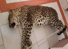 پلنگ قائمشهر صبح پیدا و ظهر تلف شد/ رئیس بیمارستان دامپزشکی تهران: عملیات زنده گیری کاملاً خنده‌دار و غیرحرفه‌ای بود

