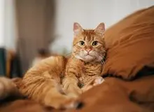 گربه‌های ملوس خانگی، چه زمان اهلی شدند؟