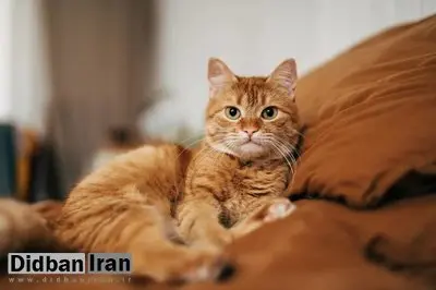 گربه‌های ملوس خانگی، چه زمان اهلی شدند؟