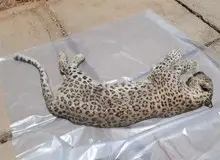 لاشه یک پلنگ در میان ‌زباله‌‌ها کشف شد