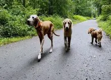 رشد بیش از ۵۰ درصدی صنعت حیوانان خانگی در اروپا