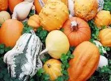 خوردن چه خوراکی های برای داشتن ریه سالم لازم است؟/ ۵ خوراکی که سلامت ریه شما را تضمین می کند