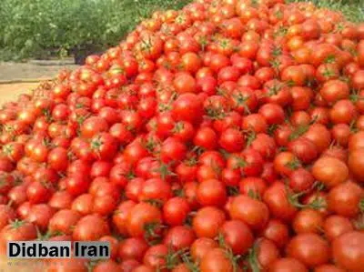 عوارض صادرات گوجه فرنگی باطل شد 