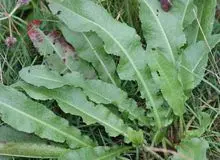 ترشک درمان کم‌خونی است