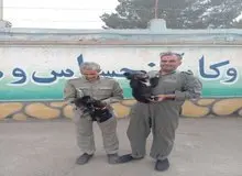 کشف دو توله خرس سیاه بلوچی از یک اتوبوس مسافربری در گناباد
