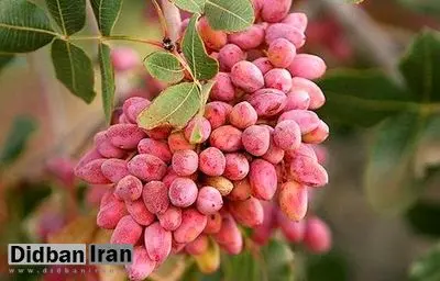 پیش بینی کاهش ۷۰ تا ۷۵درصدی تولید پسته/ برخی از باغات رفسنجان بدون محصول ماندهاند