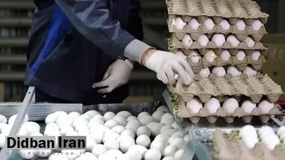 تخم مرغ دانه‌ای ۸ هزار تومان؛ افزایش قیمت باز هم ادامه دارد؟