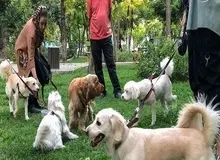  طرح مجلس ممنوعیت نگهداری حیوانات این بار عنوان مقابله با حیوانات موذی / نایب رییس کمیسیون قضایی مجلس: این طرح شامل حیواناتی همچون کروکودیل، سگ، میمون، مار و امثال آن است