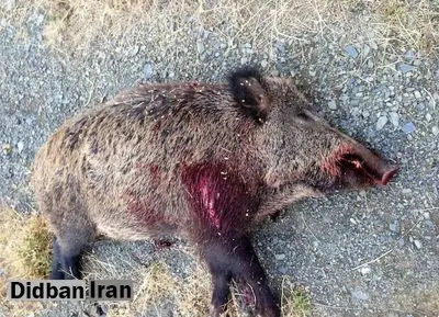 کشف لاشه و اجزای ۳۸ گراز وحشی در دماوند