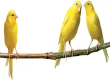 قیمت قناری بسته به رنگ و هیکل و صدای خوش تا یک‌میلیاردتومان هم می رسد/ در ایران چندقناری میلیاردی داریم؟
