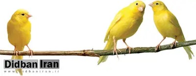 قیمت قناری بسته به رنگ و هیکل و صدای خوش تا یک‌میلیاردتومان هم می رسد/ در ایران چندقناری میلیاردی داریم؟
