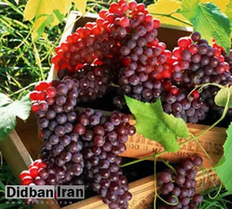 از بین بردن سلولهای سرطانی روده به وسیله انگور