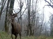 رخ‌نمایی مرال قرمز ایرانی پیش لنز دوربین حافظان طبیعت گیلانی + فیلم