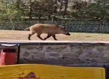 حضور عجیب گراز در بیمارستان قلب تهران + فیلم