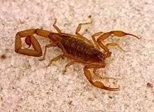 کشف 4 هزار عقرب در یک اتوبوس بین ‌شهری

