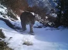 یک پلنگ ایرانی در منطقه شکار ممنوع گیلان دیده شد