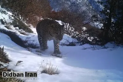 یک پلنگ ایرانی در منطقه شکار ممنوع گیلان دیده شد