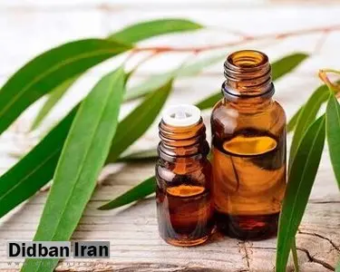 گیاهی مفید برای آبرسانی پوست و درد مفاصل