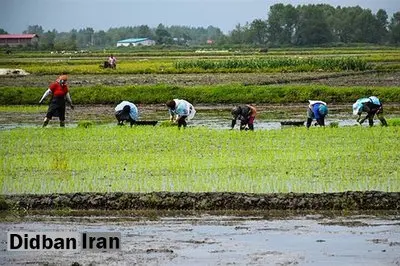 عضو شورای عالی استان‌ها: تا چند سال آینده شالی‌کاران دیگر برنجی برای فروش نخواهند داشت