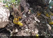 ایلام؛ تکذیب هجوم سوسک و ملخ از عربستان به دهلران
